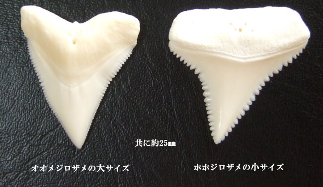 サメの種類とサメの歯について : Tribal Spirits オンラインショップ